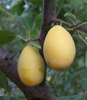 susina-coscia-di-monaco-gialla su naturando il vivaio per il tuo giardino con una vasta gamma di prodotti per la cura delle piante