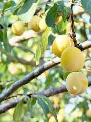 susina-damaschina su naturando il vivaio per il tuo giardino con una vasta gamma di prodotti per la cura delle piante