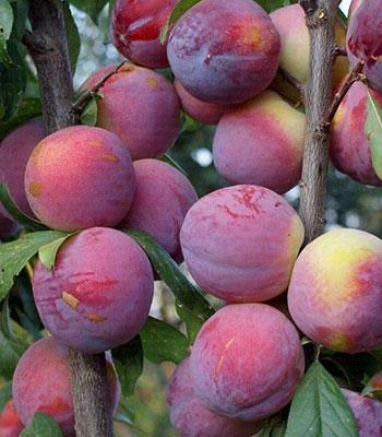 susina-fortune su naturando il vivaio per il tuo giardino con una vasta gamma di prodotti per la cura delle piante