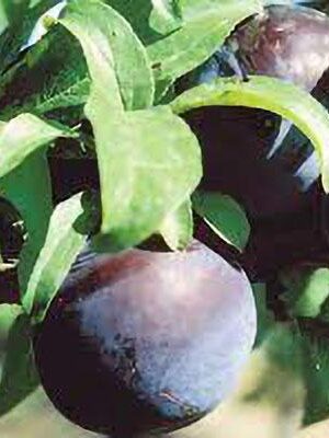 susina-friar su naturando il vivaio per il tuo giardino con una vasta gamma di prodotti per la cura delle piante