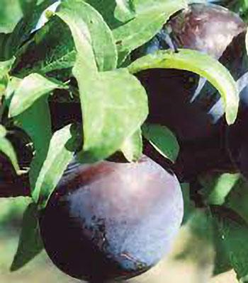 susina-friar su naturando il vivaio per il tuo giardino con una vasta gamma di prodotti per la cura delle piante