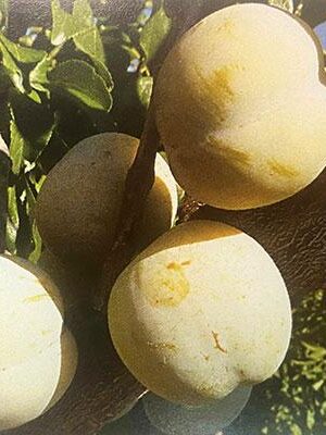 susina-genova su naturando il vivaio per il tuo giardino con una vasta gamma di prodotti per la cura delle piante