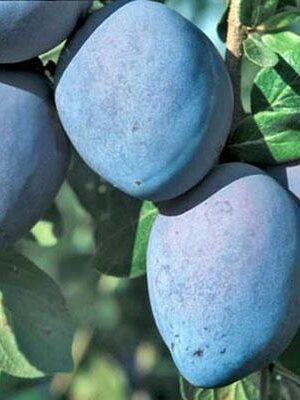 susina-grossa-di-felisio su naturando il vivaio per il tuo giardino con una vasta gamma di prodotti per la cura delle piante