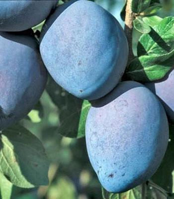 susina-grossa-di-felisio su naturando il vivaio per il tuo giardino con una vasta gamma di prodotti per la cura delle piante
