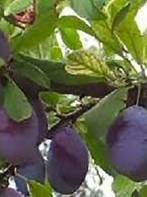 susina-omega su naturando il vivaio per il tuo giardino con una vasta gamma di prodotti per la cura delle piante