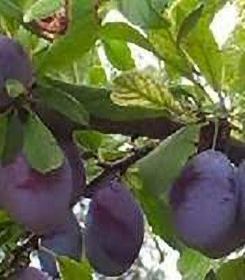 susina-omega su naturando il vivaio per il tuo giardino con una vasta gamma di prodotti per la cura delle piante