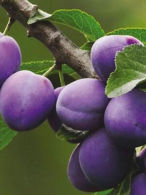 susina-president su naturando il vivaio per il tuo giardino con una vasta gamma di prodotti per la cura delle piante