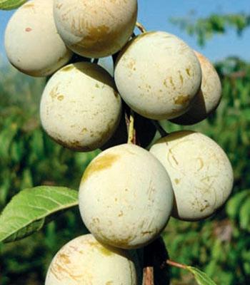 susina-recinella su naturando il vivaio per il tuo giardino con una vasta gamma di prodotti per la cura delle piante