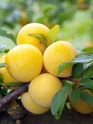 susina-regina-claudia-gialla su naturando il vivaio per il tuo giardino con una vasta gamma di prodotti per la cura delle piante