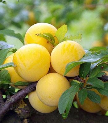 susina-regina-claudia-gialla su naturando il vivaio per il tuo giardino con una vasta gamma di prodotti per la cura delle piante