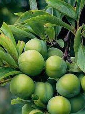susina-regina-claudia-verde su naturando il vivaio per il tuo giardino con una vasta gamma di prodotti per la cura delle piante