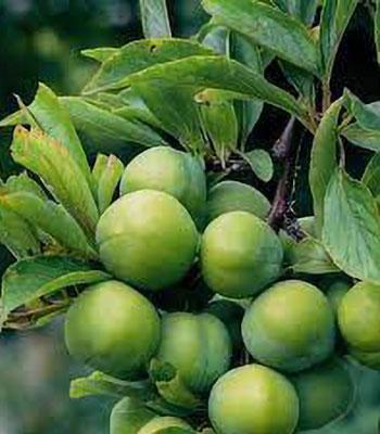 susina-regina-claudia-verde su naturando il vivaio per il tuo giardino con una vasta gamma di prodotti per la cura delle piante