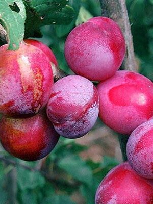 susina-sangue-di-drago su naturando il vivaio per il tuo giardino con una vasta gamma di prodotti per la cura delle piante