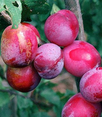susina-sangue-di-drago su naturando il vivaio per il tuo giardino con una vasta gamma di prodotti per la cura delle piante