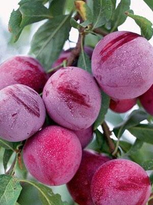 susina-santa-rosa su naturando il vivaio per il tuo giardino con una vasta gamma di prodotti per la cura delle piante