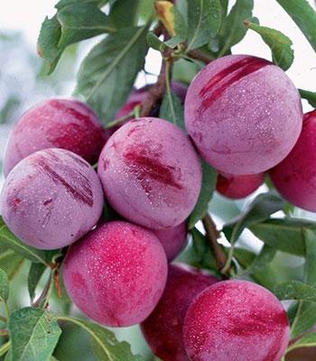 susina-santa-rosa su naturando il vivaio per il tuo giardino con una vasta gamma di prodotti per la cura delle piante