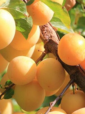 susina-shiro-o-goccia-d'oro su naturando il vivaio per il tuo giardino con una vasta gamma di prodotti per la cura delle piante