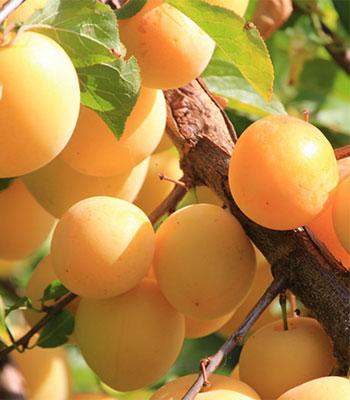 susina-shiro-o-goccia-d'oro su naturando il vivaio per il tuo giardino con una vasta gamma di prodotti per la cura delle piante