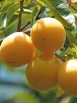 susina-sun-gold-o-ivana su naturando il vivaio per il tuo giardino con una vasta gamma di prodotti per la cura delle piante