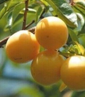 susina-sun-gold-o-ivana su naturando il vivaio per il tuo giardino con una vasta gamma di prodotti per la cura delle piante