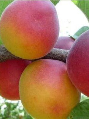 susincocco su naturando il vivaio per il tuo giardino con una vasta gamma di prodotti per la cura delle piante