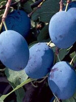 susina-stanley su naturando il vivaio per il tuo giardino con una vasta gamma di prodotti per la cura delle piante