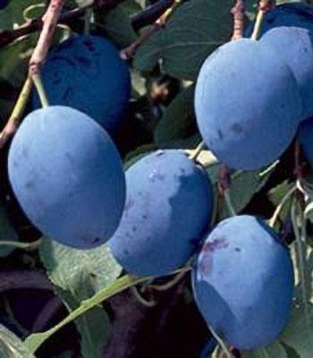 susina-stanley su naturando il vivaio per il tuo giardino con una vasta gamma di prodotti per la cura delle piante