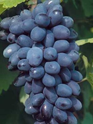 uva-black-magic su naturando il vivaio per il tuo giardino con una vasta gamma di prodotti per la cura delle piante