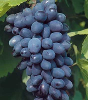 uva-black-magic su naturando il vivaio per il tuo giardino con una vasta gamma di prodotti per la cura delle piante