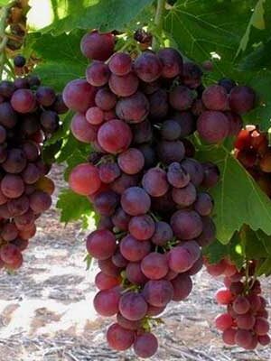 uva-cardinale su naturando il vivaio per il tuo giardino con una vasta gamma di prodotti per la cura delle piante