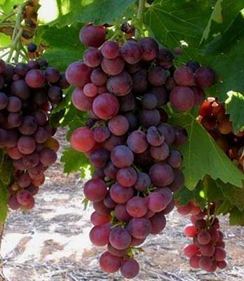 uva-cardinale su naturando il vivaio per il tuo giardino con una vasta gamma di prodotti per la cura delle piante