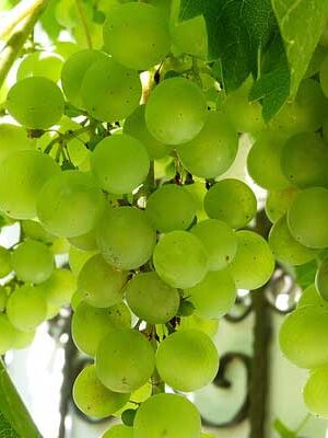 uva-fragola-bianca su naturando il vivaio per il tuo giardino con una vasta gamma di prodotti per la cura delle piante