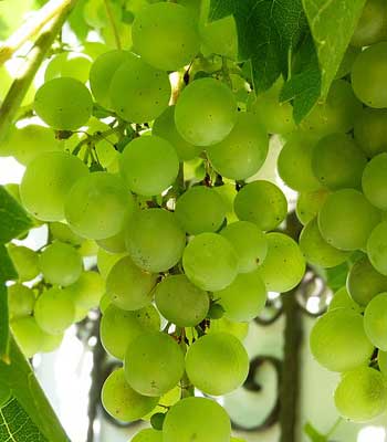 uva-fragola-bianca su naturando il vivaio per il tuo giardino con una vasta gamma di prodotti per la cura delle piante