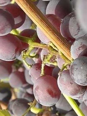 uva-fragola-nera su naturando il vivaio per il tuo giardino con una vasta gamma di prodotti per la cura delle piante