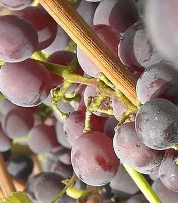 uva-fragola-nera su naturando il vivaio per il tuo giardino con una vasta gamma di prodotti per la cura delle piante