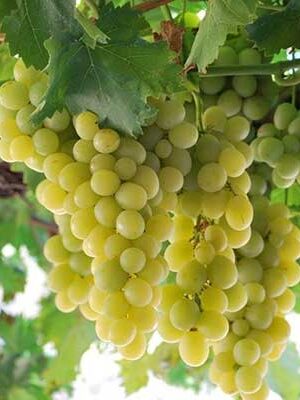 uva-italia su naturando il vivaio per il tuo giardino con una vasta gamma di prodotti per la cura delle piante