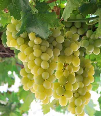 uva-italia su naturando il vivaio per il tuo giardino con una vasta gamma di prodotti per la cura delle piante