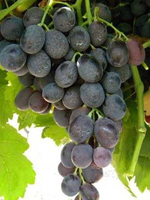 uva-michele-palieri su naturando il vivaio per il tuo giardino con una vasta gamma di prodotti per la cura delle piante