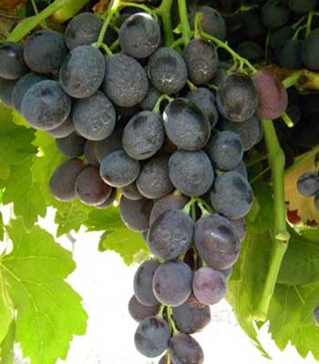 uva-michele-palieri su naturando il vivaio per il tuo giardino con una vasta gamma di prodotti per la cura delle piante
