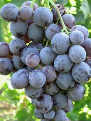 uva-moscato-d-amburgo su naturando il vivaio per il tuo giardino con una vasta gamma di prodotti per la cura delle piante