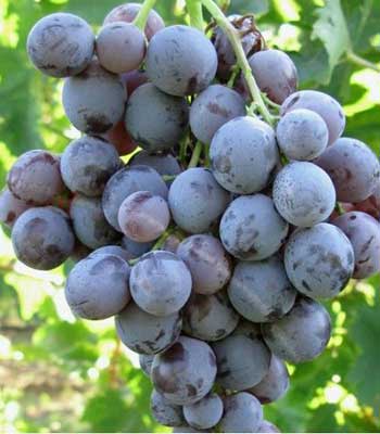 uva-moscato-d-amburgo su naturando il vivaio per il tuo giardino con una vasta gamma di prodotti per la cura delle piante