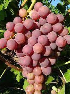 uva-red-globe su naturando il vivaio per il tuo giardino con una vasta gamma di prodotti per la cura delle piante