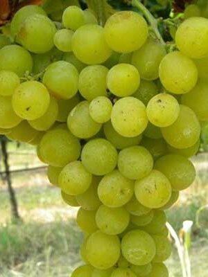 uva-regina-dei-vigneti su naturando il vivaio per il tuo giardino con una vasta gamma di prodotti per la cura delle piante