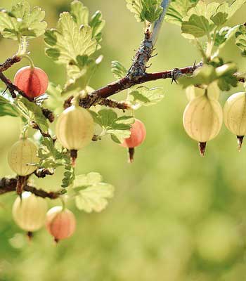 piante di uva spina su naturando dal 1997 il vivaio per il tuo giardino
