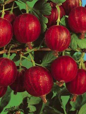 uva spina rossa su naturando il vivaio per il tuo giardino con una vasta gamma di prodotti per la cura delle piante