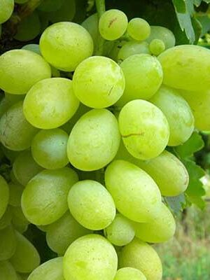 uva-vittoria su naturando il vivaio per il tuo giardino con una vasta gamma di prodotti per la cura delle piante