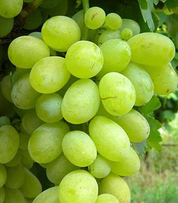 uva-vittoria su naturando il vivaio per il tuo giardino con una vasta gamma di prodotti per la cura delle piante