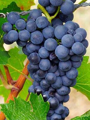 piante di vite per uva dolce su naturando dal 1997 il vivaio per il tuo giardino