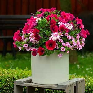 da naturando trovi tutte le piante da interni ed esterni per la tua casa ed il tuo giardino